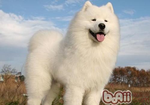 怎么喂养萨摩耶犬