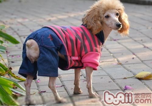 贵宾犬不能吃什么