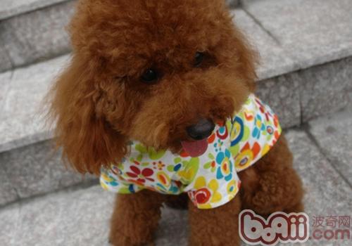 泰迪犬的寿命有多长