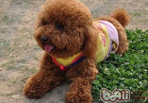 泰迪犬散步需要注意些什么