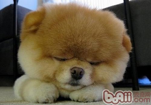 狗狗脖子肿了怎么办