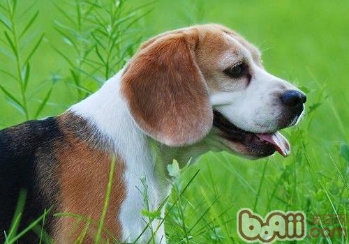 比格犬适合看家吗