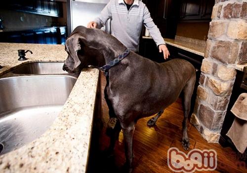 大丹犬能够长多大