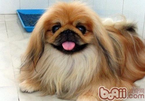 北京犬有什么优缺点