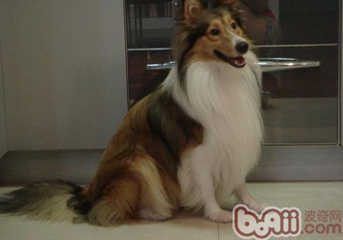 喜乐蒂牧羊犬听话吗