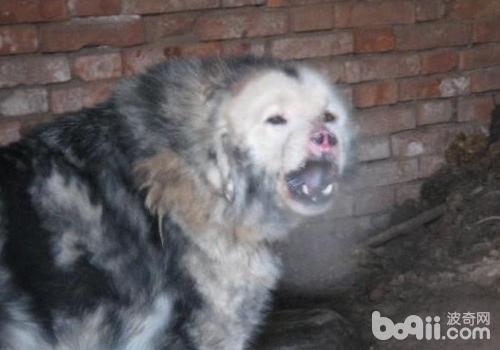 獒犬中的异类——鬼獒