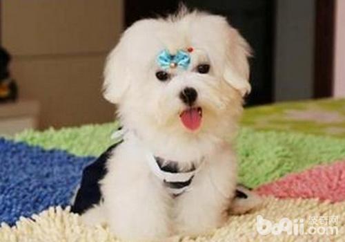 狗狗产后饮食及运动