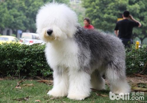 英国古代牧羊犬的喂食方法