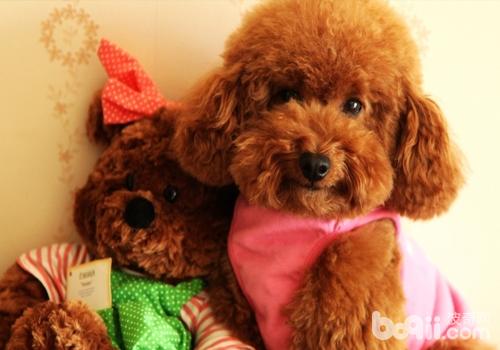 泰迪犬好养吗