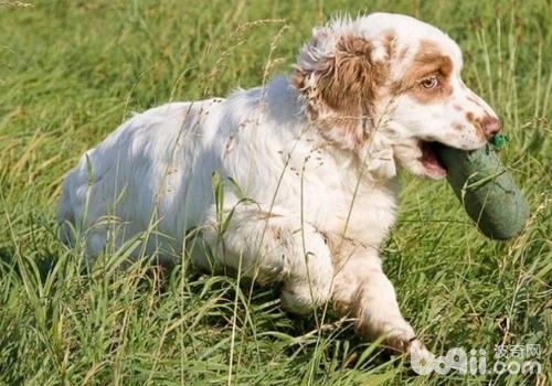 狗狗喂食有什么要注意的