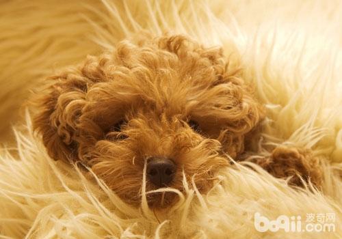 不当喂食可能会导致贵宾犬拉肚子