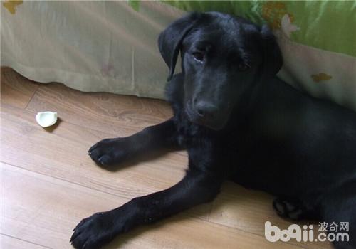如何给拉布拉多犬挑选沐浴香波