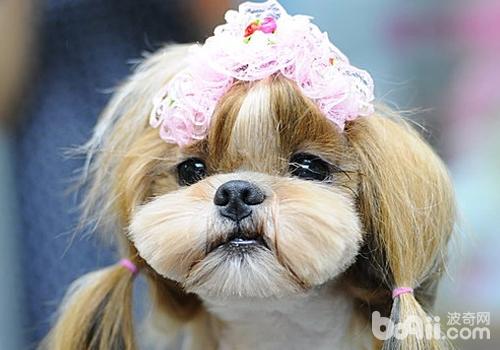 产后母犬的护理要点