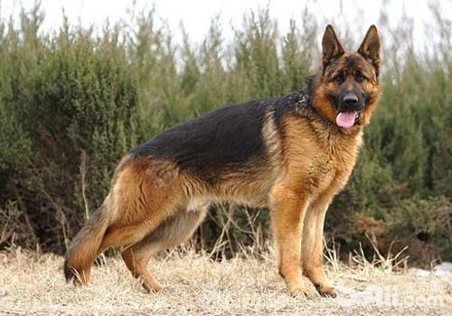 冬季饲养德国牧羊犬的注意事项