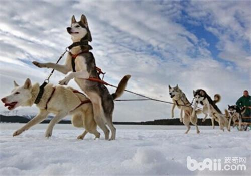 狗狗喜欢下雪的原因及雪天遛狗注意事项
