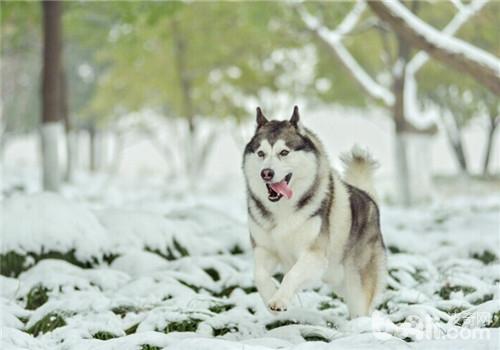 狗狗喜欢下雪的原因及雪天遛狗注意事项