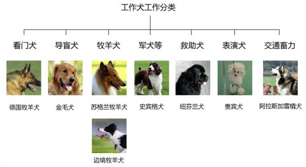 保卫地铁安全的搜爆犬