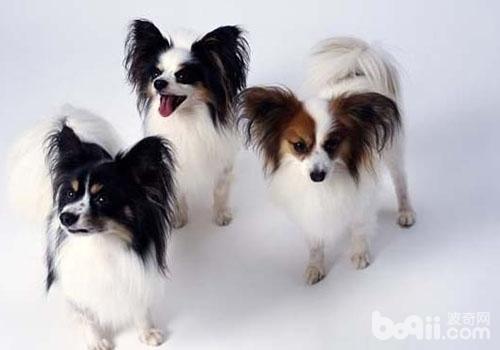 蝴蝶犬智商高不高