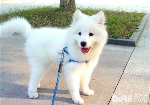 解读狗狗鼻子的奇妙之事