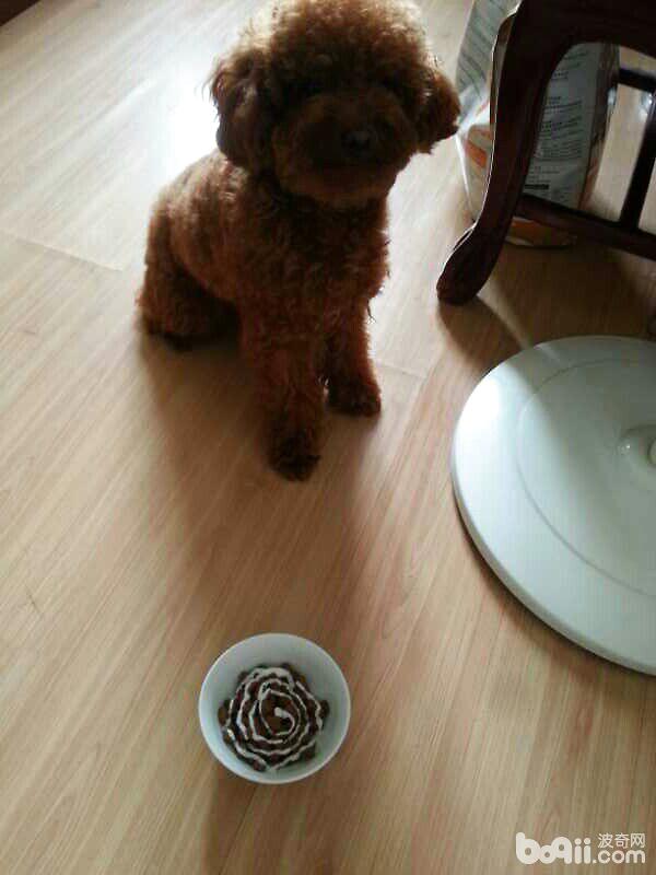 如何科学地给爱犬喂食狗粮