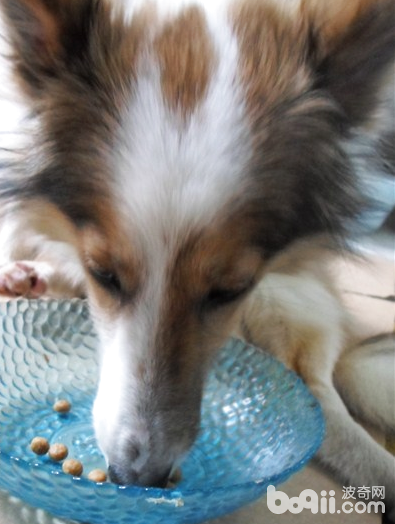 如何科学地给爱犬喂食狗粮