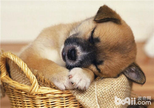 狗狗睡眠不好的原因之解决办法