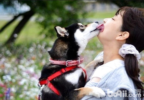 狗狗的吻是否能带来益生菌