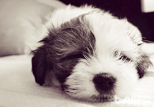 狗狗睡觉时抖脚是为什么