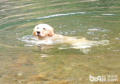 狗狗游泳相关事宜