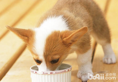 狗狗食物吃多少合适