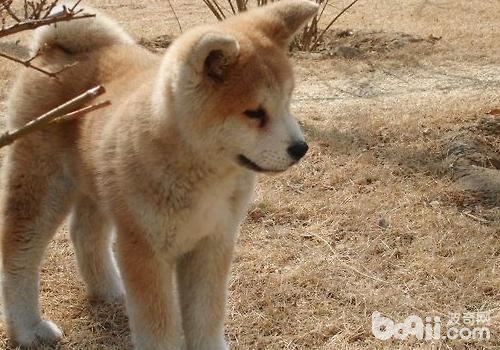 秋田犬的智商怎么样