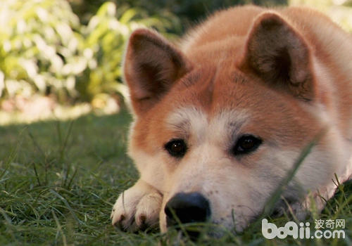 秋田犬的智商怎么样