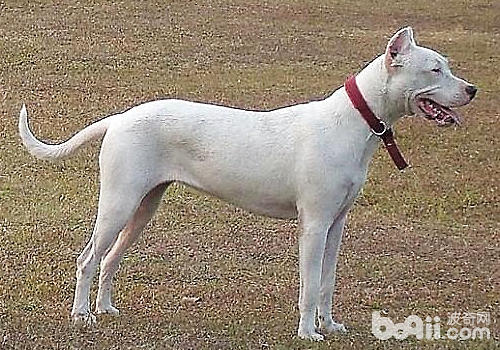杜高犬脾气怎么样