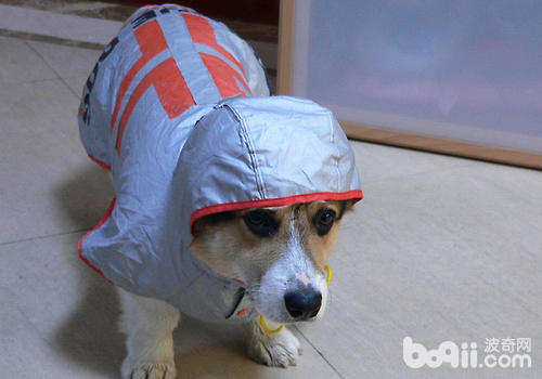 雨天带狗狗外出要注意什么