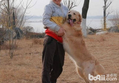 狗狗对我们的看法是什么样的