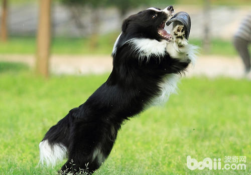 公犬和母犬在判断事物上有何区别