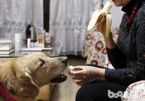 面对导盲犬要注意什么