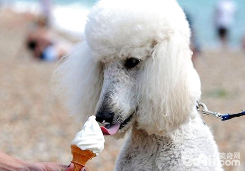 狗狗吃冰激凌好不好