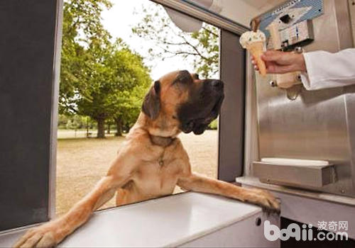 狗狗吃冰激凌好不好