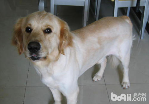 金毛犬如何健康过夏季