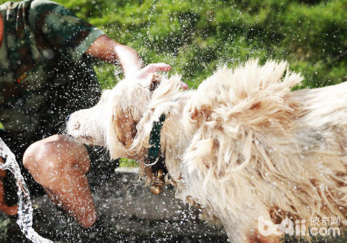 金毛犬如何健康过夏季