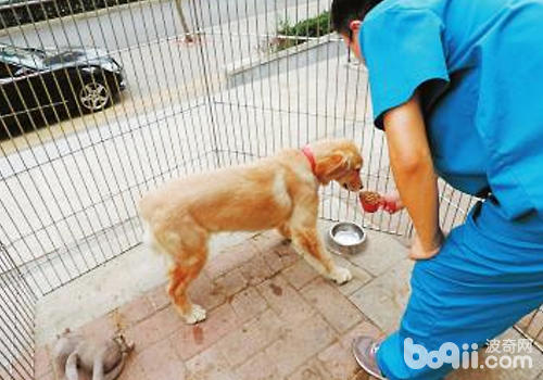 金毛犬如何健康过夏季