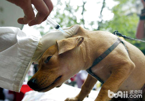 狗狗接受疫苗后的常见问题