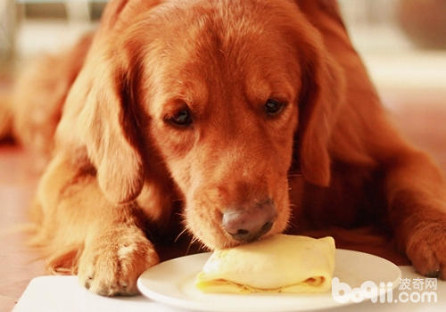 狗狗爱吃甜食有哪些影响