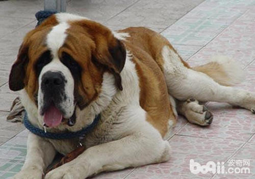 老龄犬特征有哪些