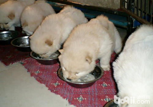 喂食幼犬干狗粮有哪些影响