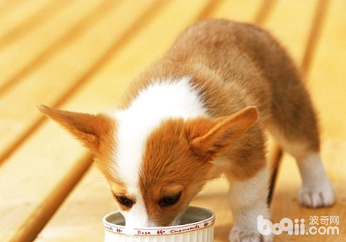 如何解决泰迪犬的饮食问题