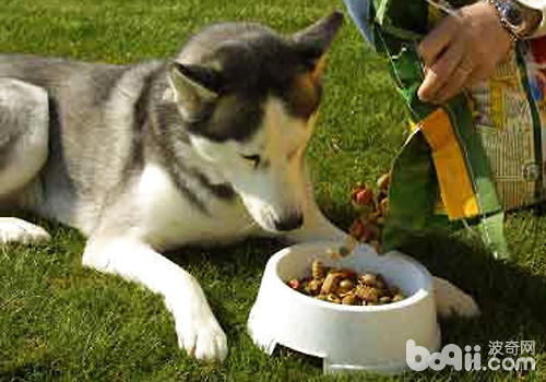 如何解决泰迪犬的饮食问题