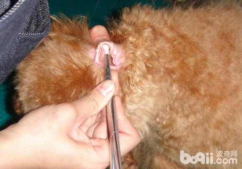 【美容攻略】怎样帮小型犬清理耳道
