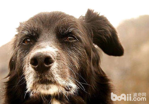 关于老年犬的饲养要点